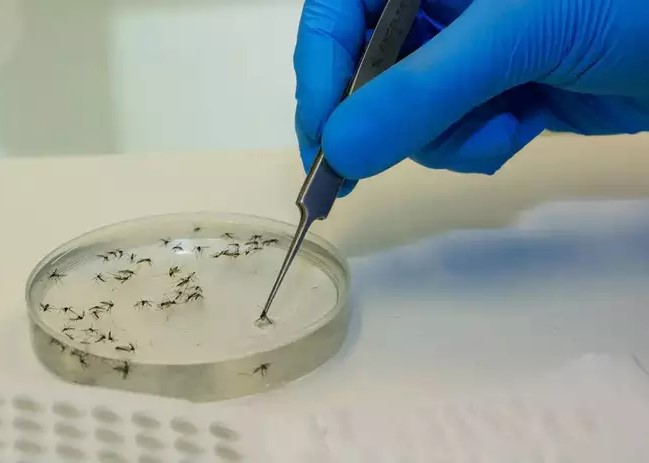 Método Wolbachia é tema de sugestão para o combate à dengue